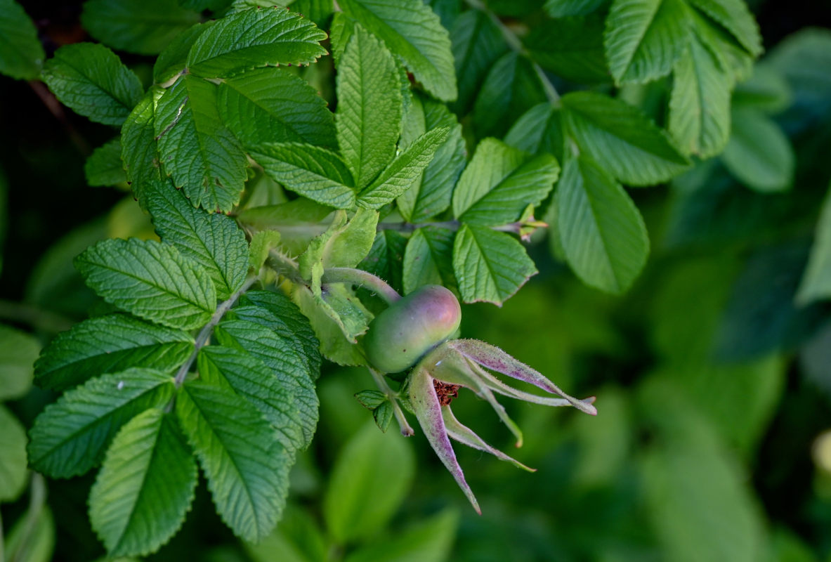 Изображение особи Rosa rugosa.
