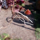 Oxalis corniculata. Нижняя часть побега и корневая система выкопанного растения.