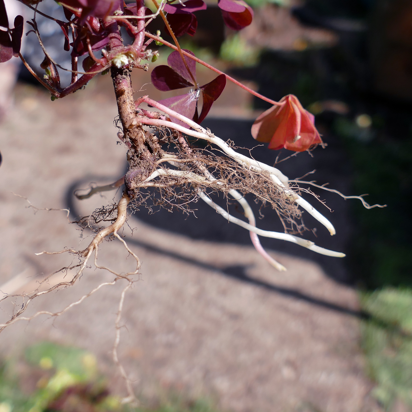 Изображение особи Oxalis corniculata.