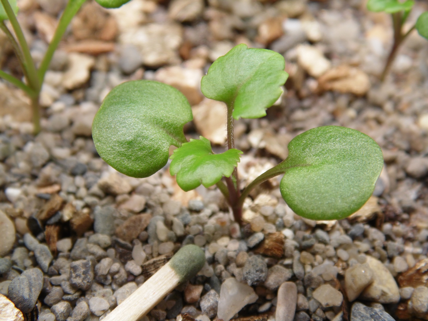 Изображение особи Macropodium pterospermum.