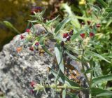 Nonea rosea. Верхушка цветущего растения. Турция, ил Карс, крепость Ани, луг, ок. камня. 28 мая 2025 г.