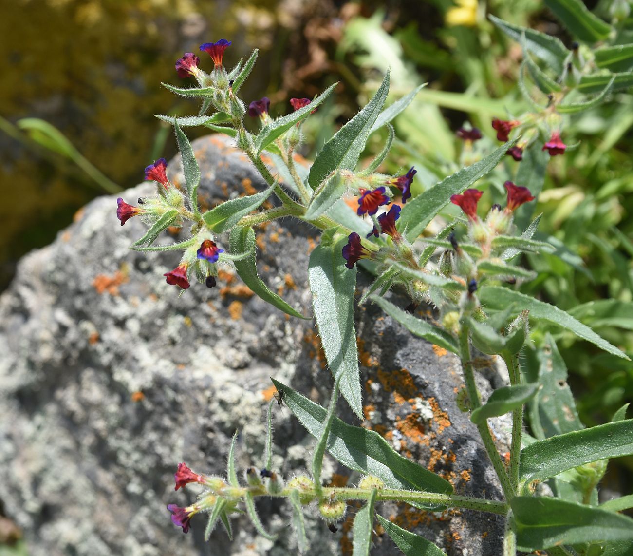 Изображение особи Nonea rosea.
