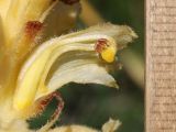 Orobanche alsatica