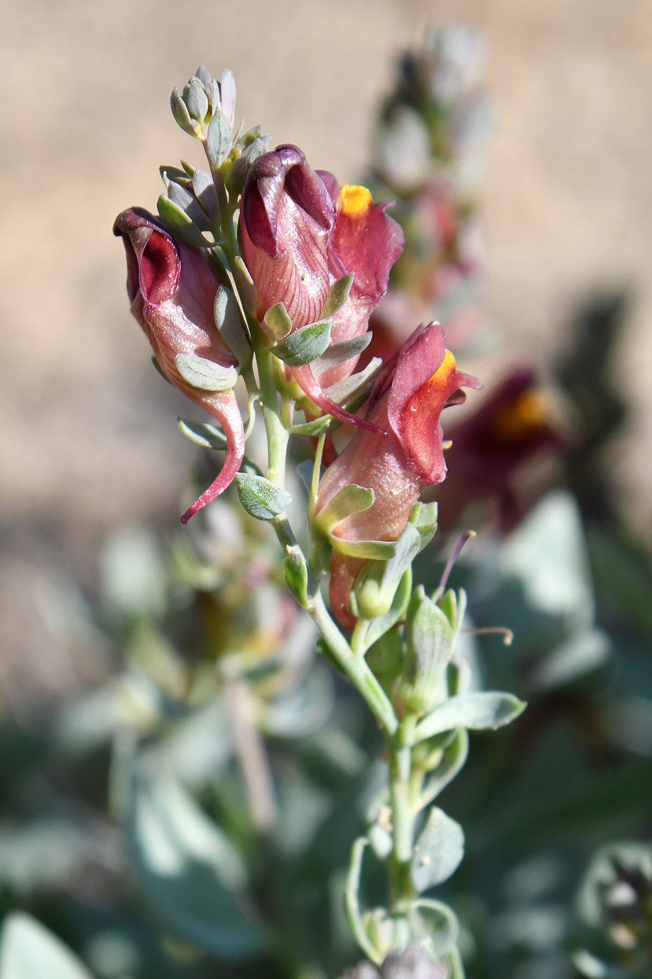 Изображение особи Linaria kokanica.