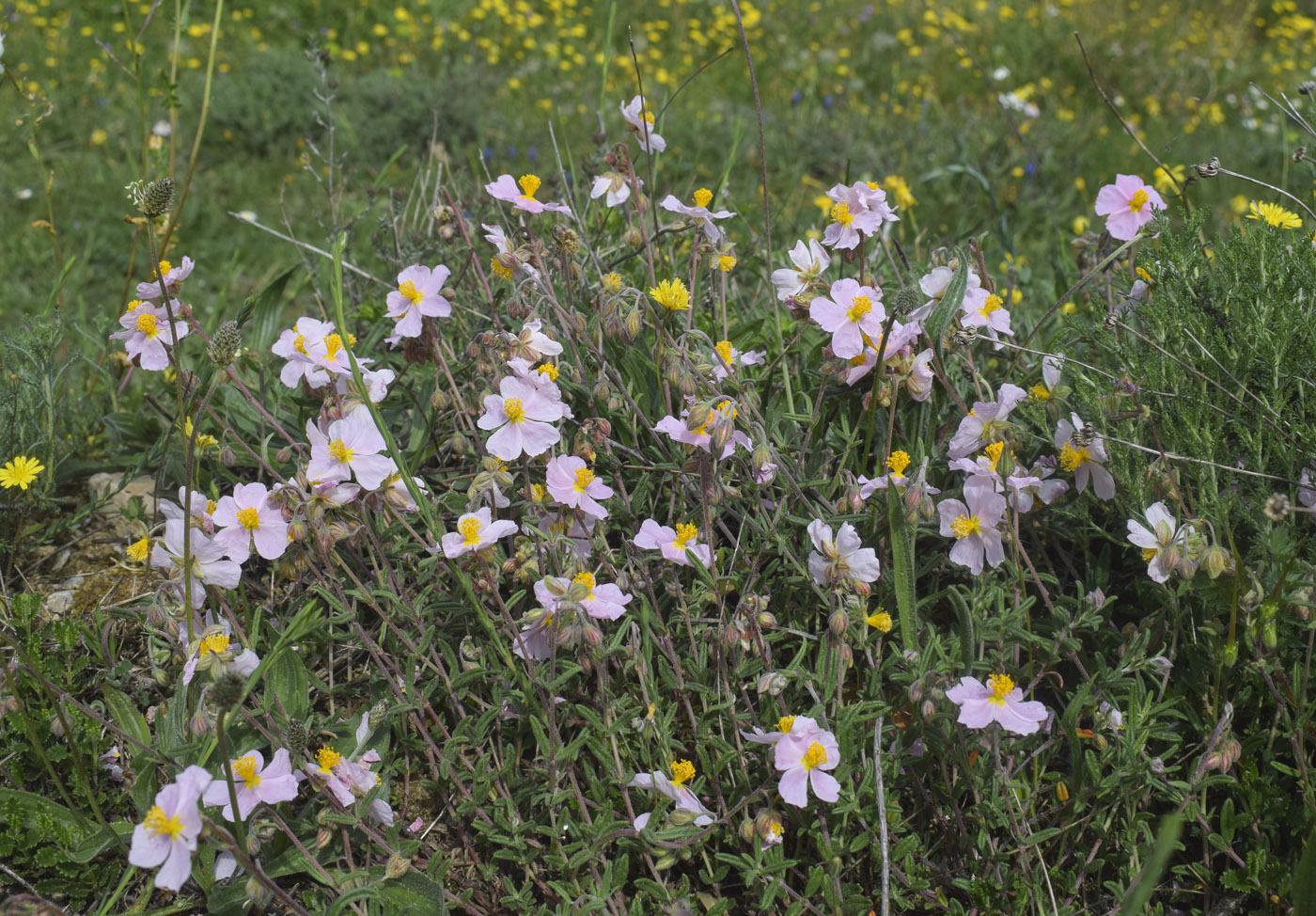 Image of Helianthemum apenninum specimen.