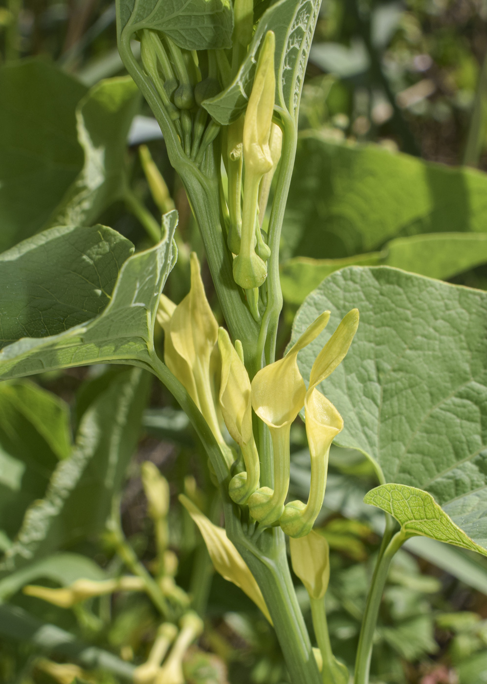 Image of Aristolochia clematitis specimen.