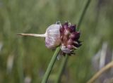 Allium vineale. Верхушка побега с соцветием с выводковыми луковичками и сохранившимся чехлом. Испания, Каталония, пров. Жирона, комарка Баш Эмпорда, муниципалитет Санта-Кристина-де-Аро, окр. н.п. Романья-де-ла-Сельва, опушка разреженного леса. 23.05.2026.