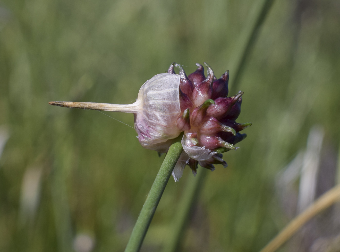 Image of Allium vineale specimen.