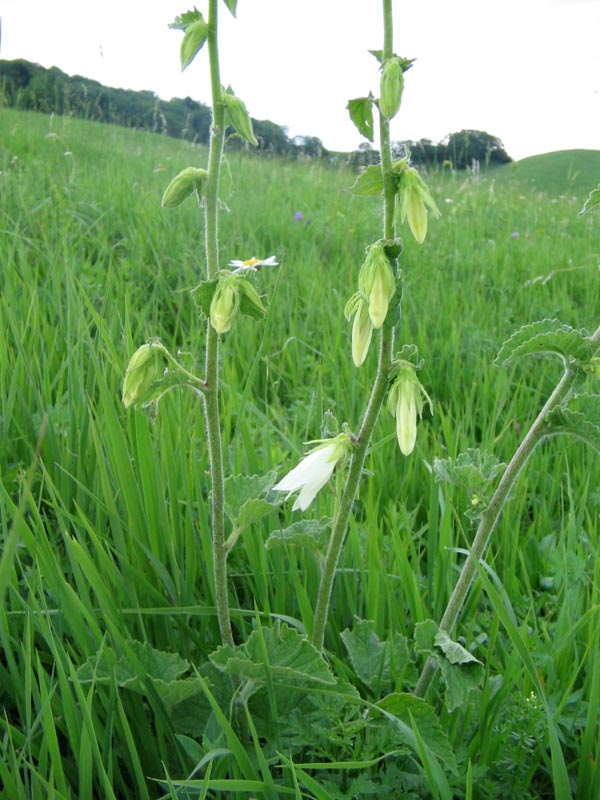 Image of Campanula alliariifolia specimen.