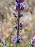 род Salvia