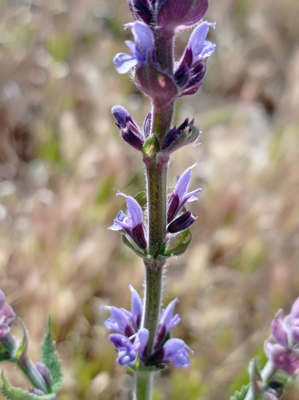 Image of genus Salvia specimen.