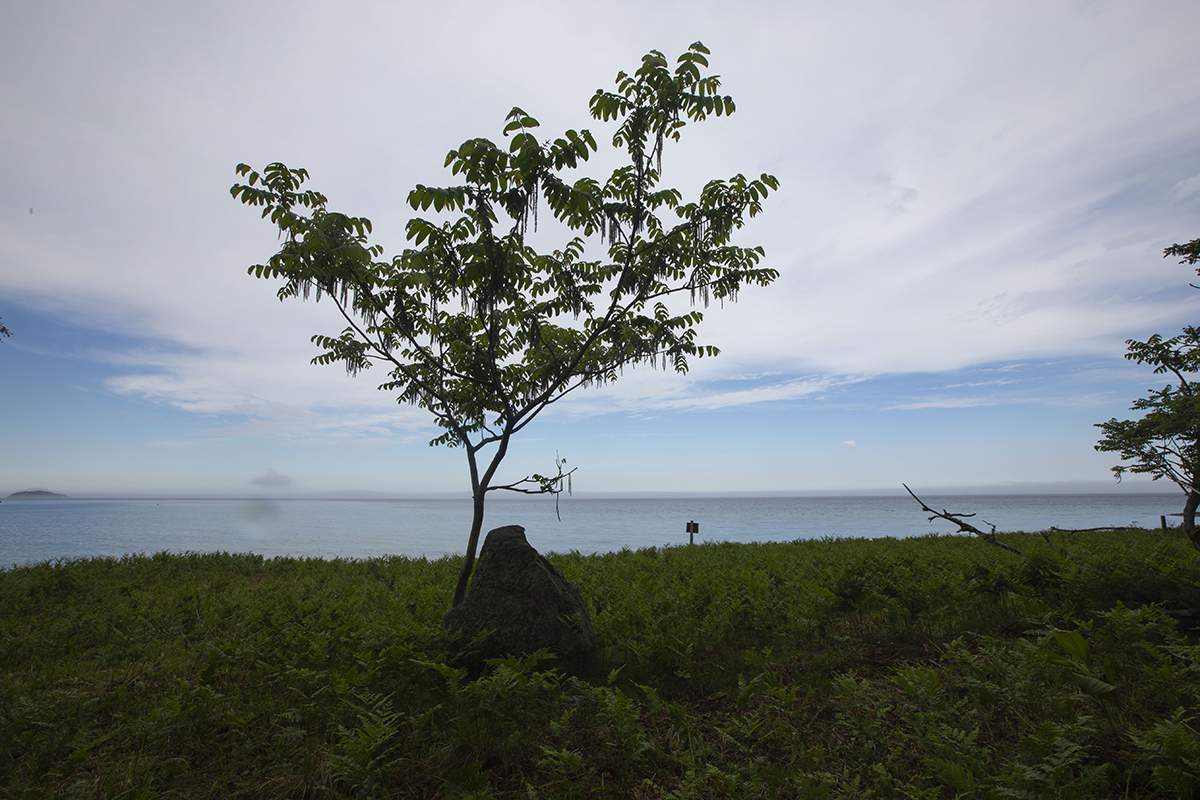 Image of Juglans mandshurica specimen.
