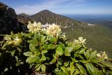 Rhododendron aureum. Цветущие растения. Хабаровский край, р-н имени Лазо, массив горы Ко, гора Столовая, выс. ≈ 1800 м н.у.м., каменистый гребень. 22.06.2026.