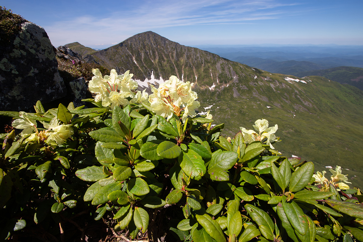 Изображение особи Rhododendron aureum.