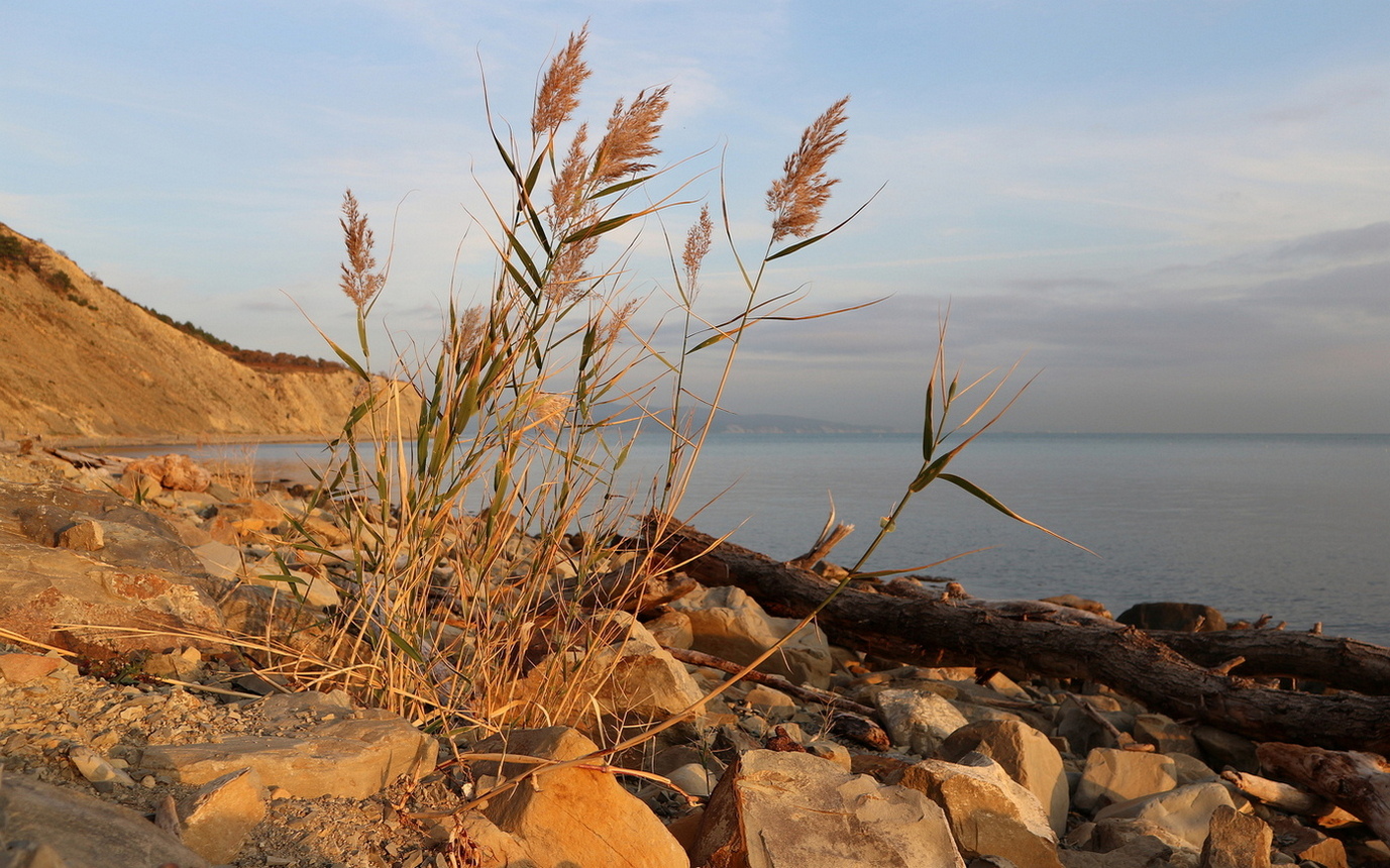 Изображение особи Phragmites australis.