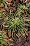 Digitalis ferruginea. Вышедшее из зимовки растение. Белгородская обл., пос. Ракитное, ул. Сосновая, 2, в культуре. 23 марта 2026 г.