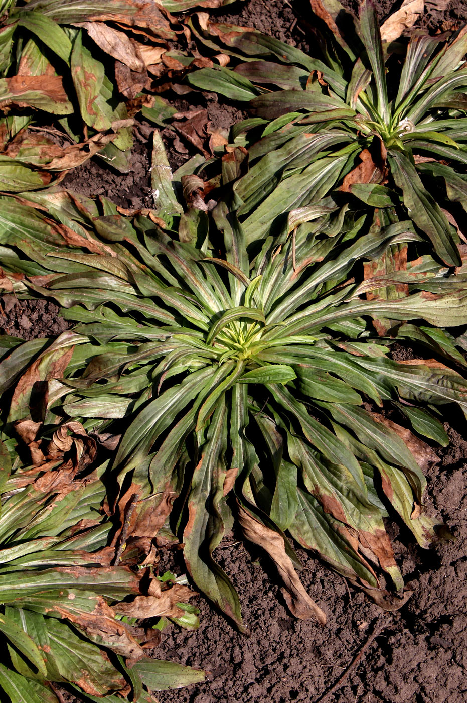 Image of Digitalis ferruginea specimen.