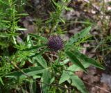 genus Trifolium. Верхушка растения с развивающимся соцветием. Грузия, край Самцхе-Джавахети, Ахалцихский муниципалитет, левый борт р. Цинубанисцкали, 1,8 км выше по течению от горячего источника Цинубани, гребень небольшого отрога, выс. 1150 м н.у.м., под дубами. 9 июня 2026 г.
