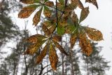 Aesculus hippocastanum. Поврежденные листья. Беларусь, Брестская обл., Каменецкий р-н, окр. дер. Бобинка, смешанный сосново-лиственный лес. 02.07.2026.