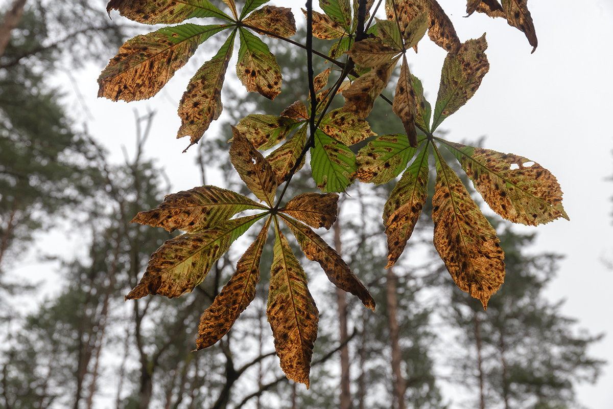 Image of Aesculus hippocastanum specimen.