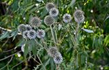 Смотреть изображение Echinops sphaerocephalus