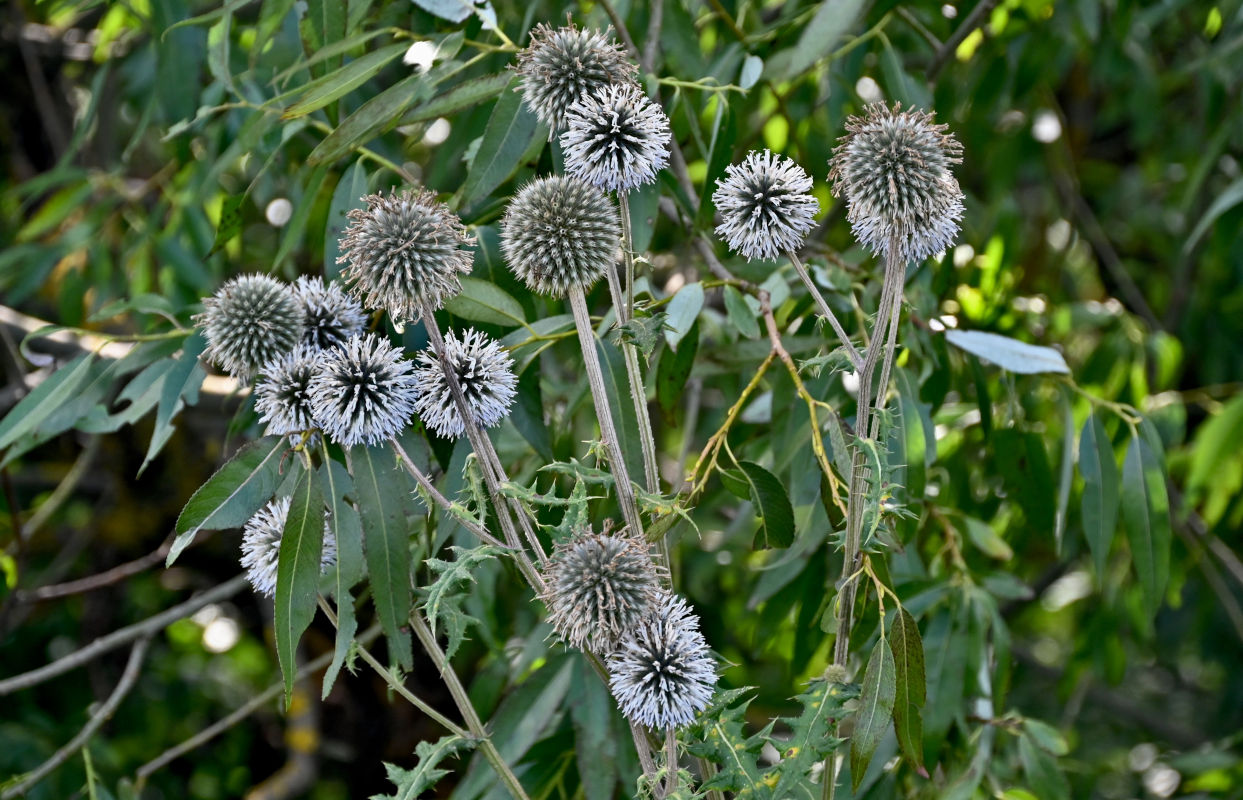 Изображение особи Echinops sphaerocephalus.