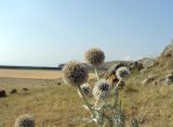 genus Echinops. Верхние части цветущих растений. Армения, Гегаркуникская обл., близ с. Норатус, нарушенная горная степь. 25.07.2021.
