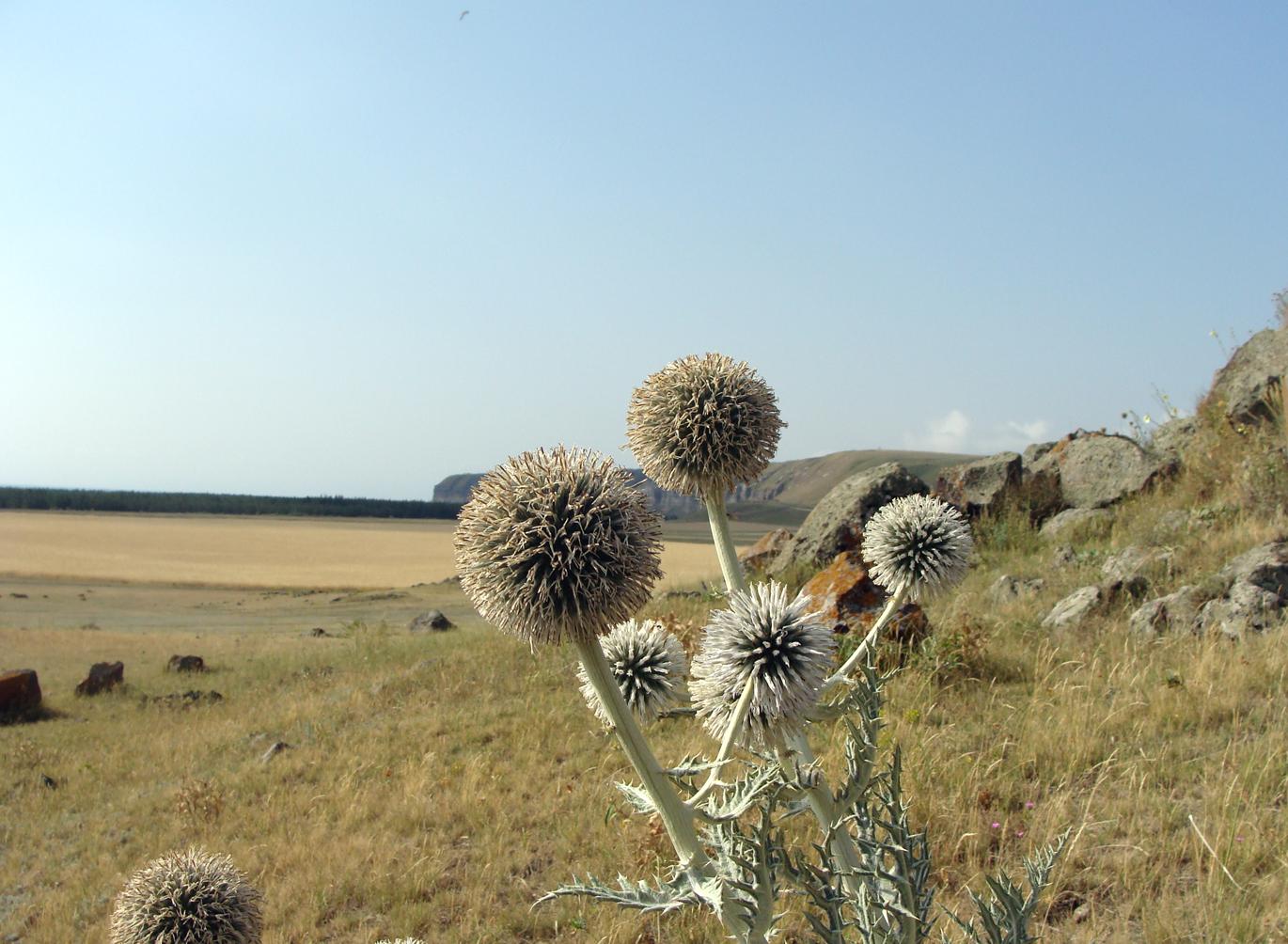 Image of genus Echinops specimen.