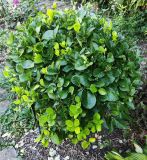 Euonymus japonicus. Вегетирующее растение. Волгоград, Красноармейский р-н, ул. Городовикова. 23.08.2026.