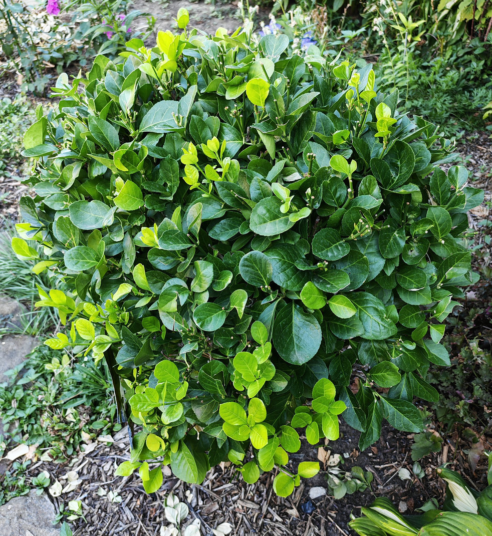 Image of Euonymus japonicus specimen.