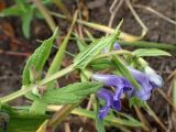 Scutellaria tuminensis. Верхушка цветущего побега. Хабаровский край, г. Комсомольск-на-Амуре, обочина грунтовой дороги. 25.06.2026.