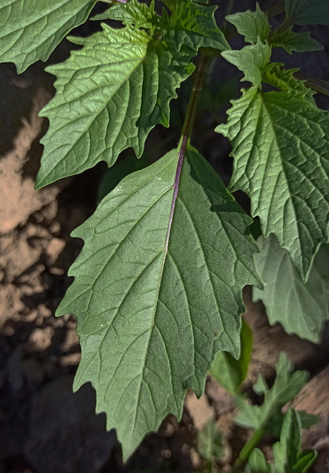 Image of Unknown species specimen.