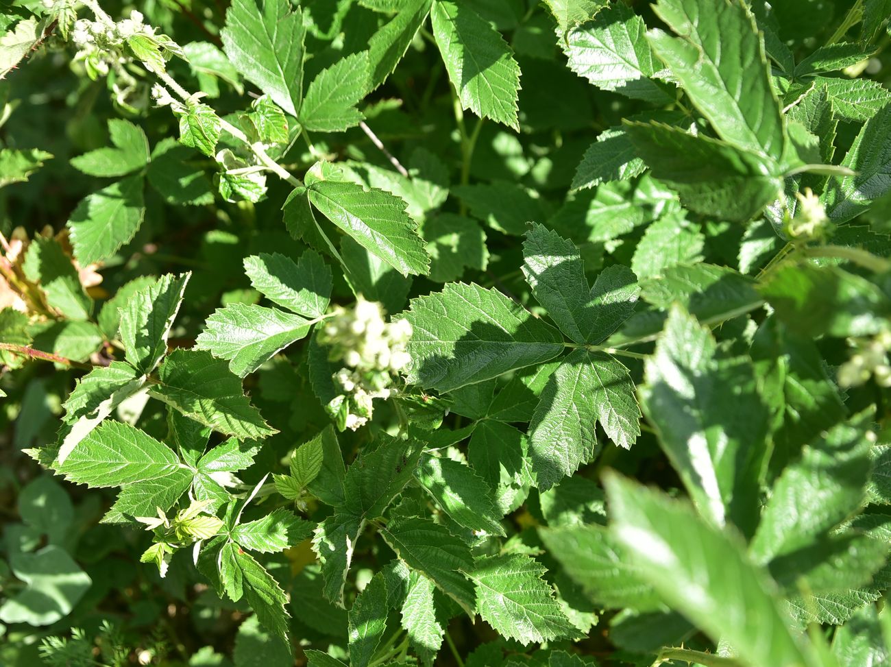 Image of genus Rubus specimen.