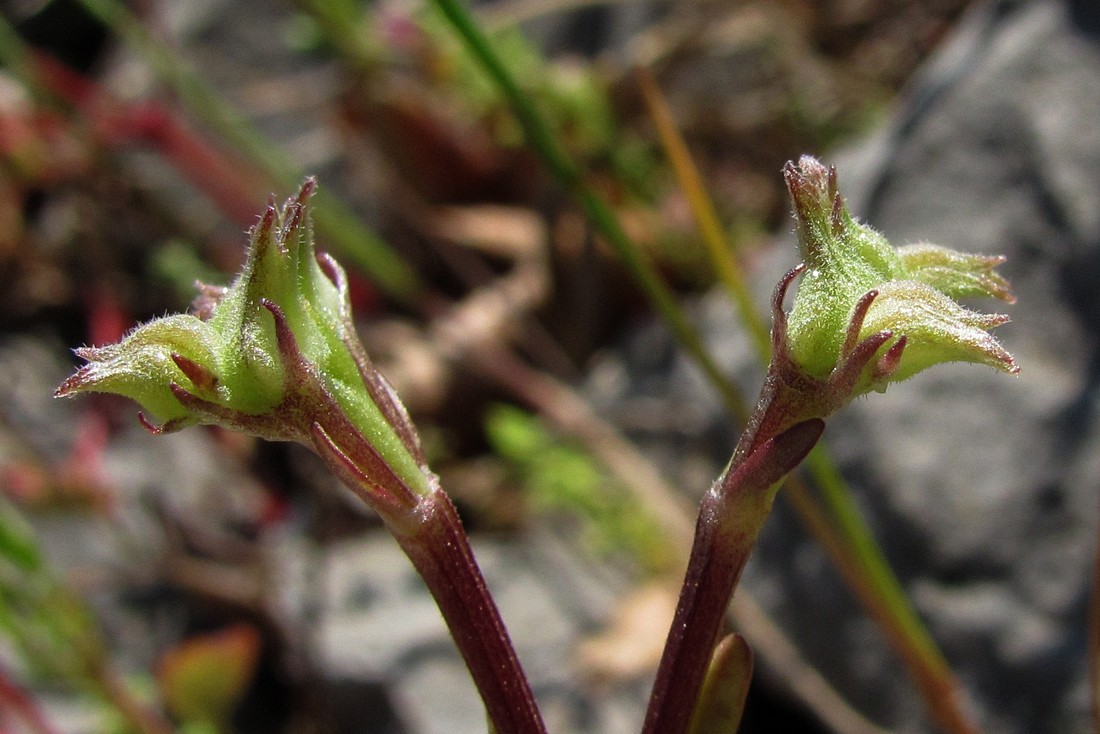 Image of Valerianella falconida specimen.