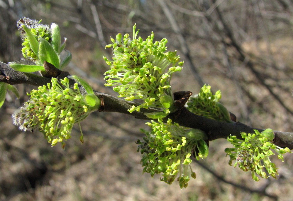 Изображение особи Salix cinerea.