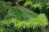 Abies semenovii