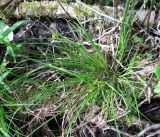 Carex elongata