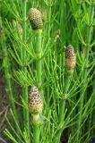 Equisetum fluviatile. Верхушки побегов со стробилами. Ярославская обл., Мышкинский р-н, дер. Кокошилово, р. Ломиха. 08.06.2011.