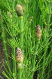 Equisetum fluviatile. Верхушки побегов со стробилами. Ярославская обл., Мышкинский р-н, дер. Кокошилово, р. Ломиха. 08.06.2011.