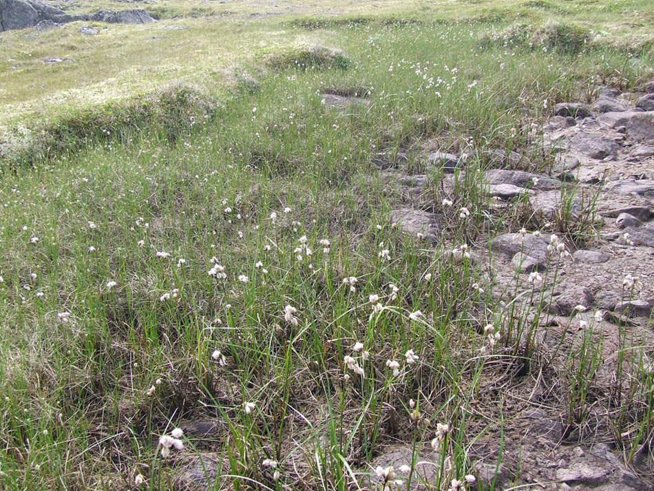 Изображение особи Eriophorum angustifolium.