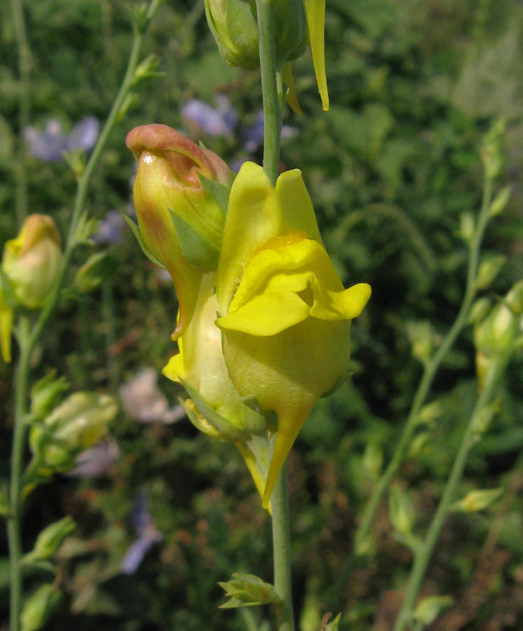 Изображение особи Linaria genistifolia.