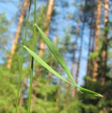 Anthoxanthum odoratum