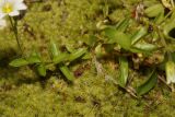 Cerastium polymorphum. Нижние части побегов. Республика Карачаево-Черкесия, Домбай, берег р. Аманауз, 1600 м н.у.м. 10.07.2011.