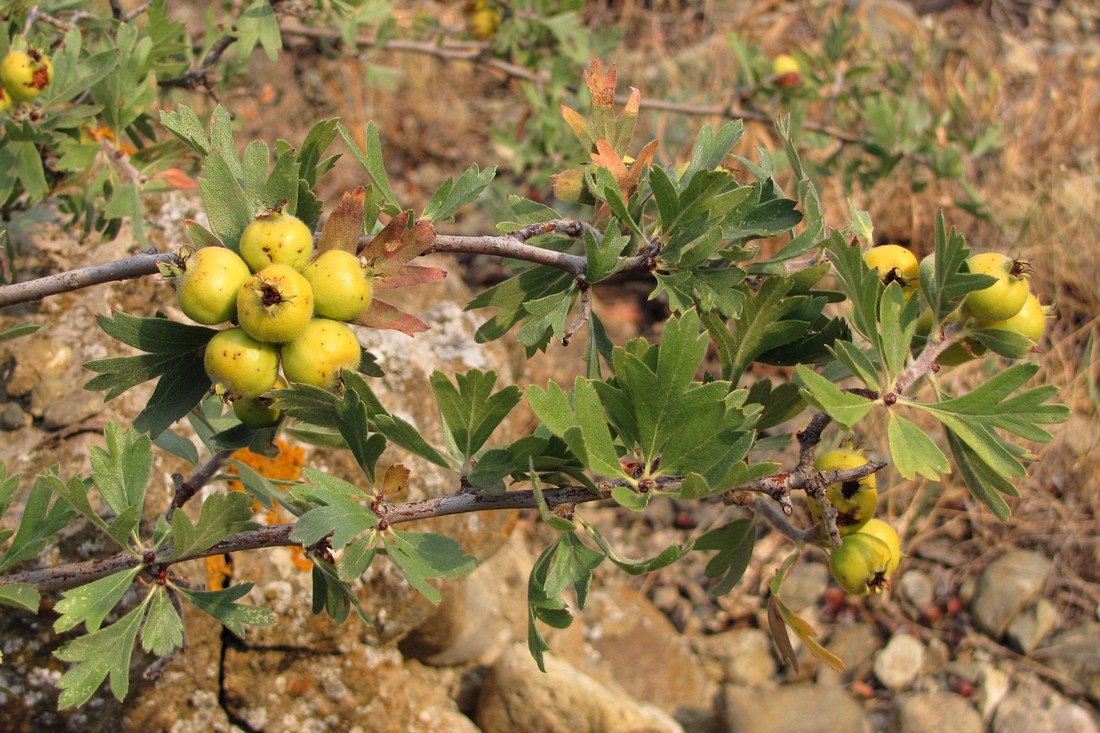 Изображение особи Crataegus pojarkovae.