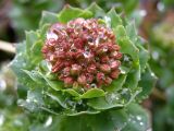 Rhodiola rosea. Верхушка расцветающего растения. Северный Урал, хр. Кваркуш, горное плато. 12.06.2010.