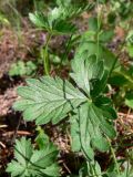 Potentilla crantzii. Прикорневые листья. Свердловская обл., окр. г. Североуральск, опушка сосново-елового леса близ известнякового карьера. 15.06.2011.