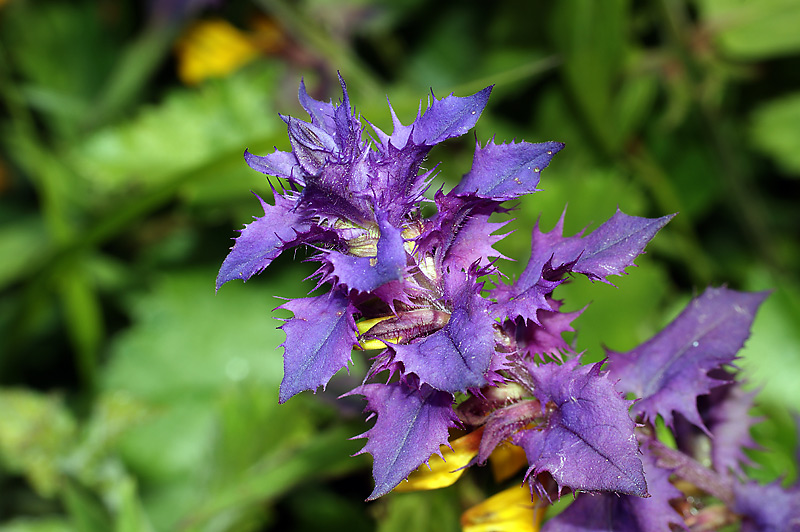 Image of Melampyrum nemorosum specimen.