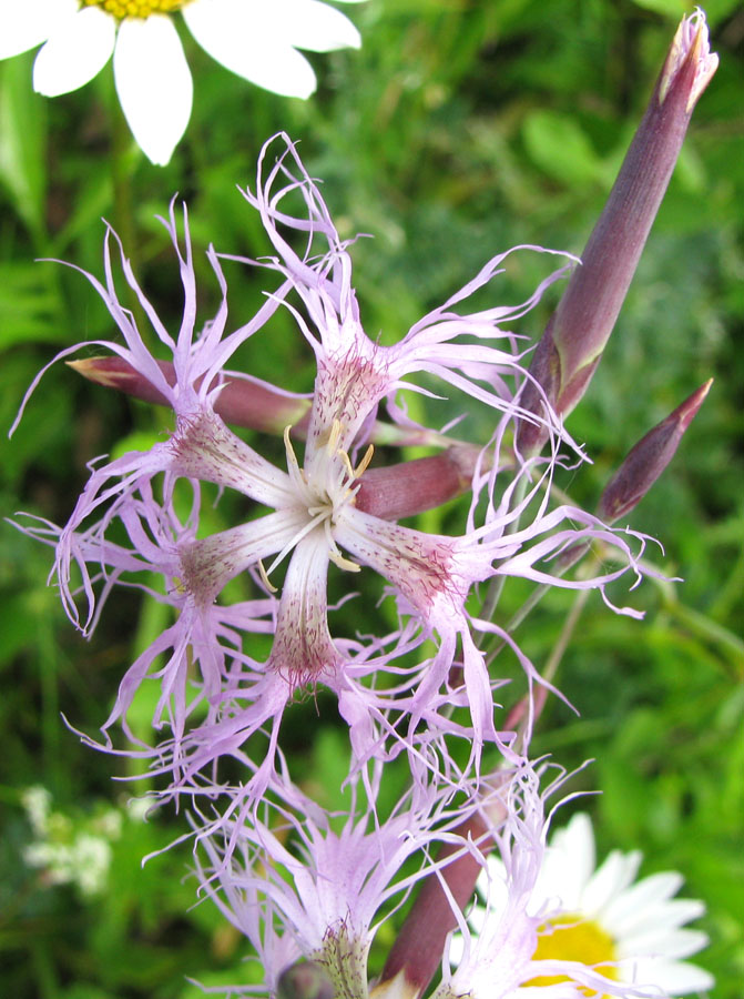 Изображение особи Dianthus superbus.