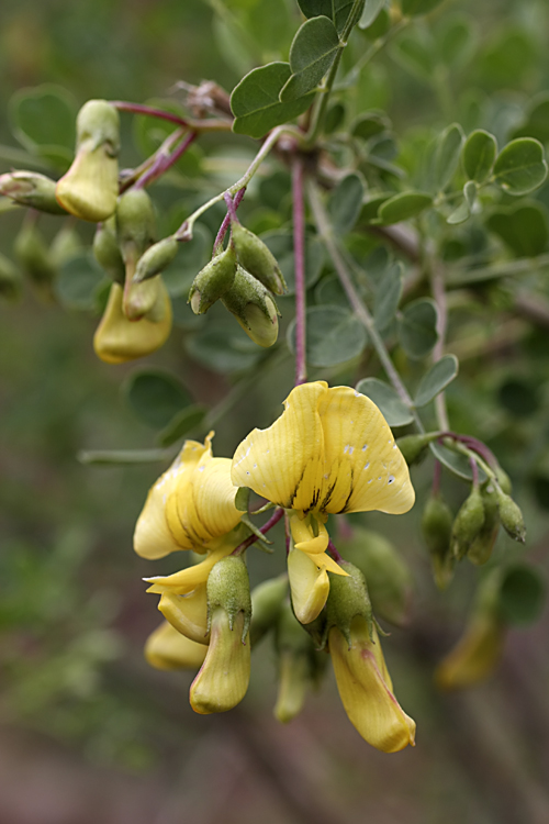 Image of Colutea paulsenii specimen.