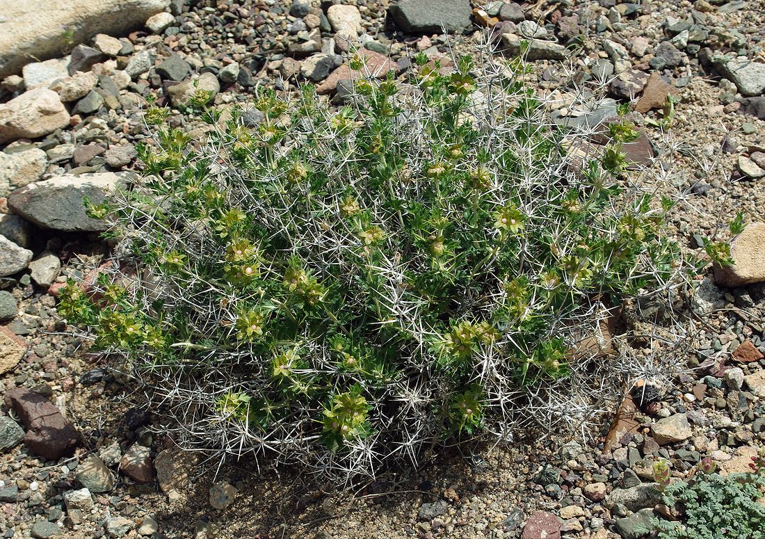 Изображение особи Lagochilus platyacanthus.